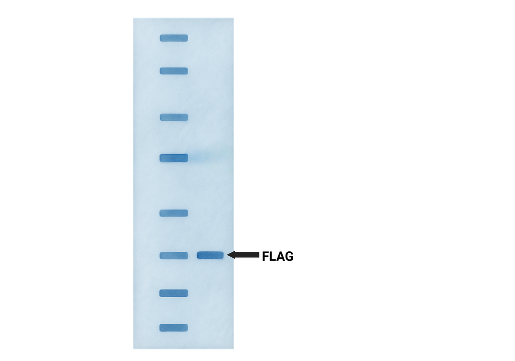 FLAG Antibody