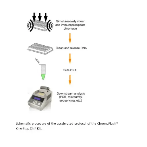 [GEN-P-2025-96] ChromaFlash one-Step ChIP Kit (96 reactions)