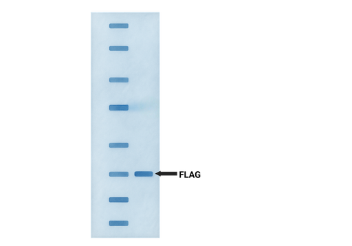 [GEN - ANTP222-0.5mg] FLAG Antibody